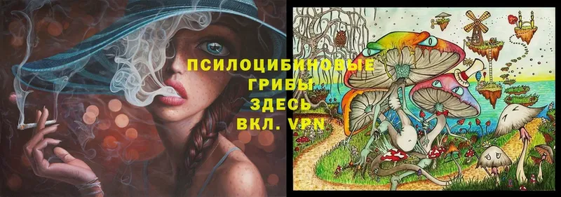 Галлюциногенные грибы Psilocybe  Торжок 