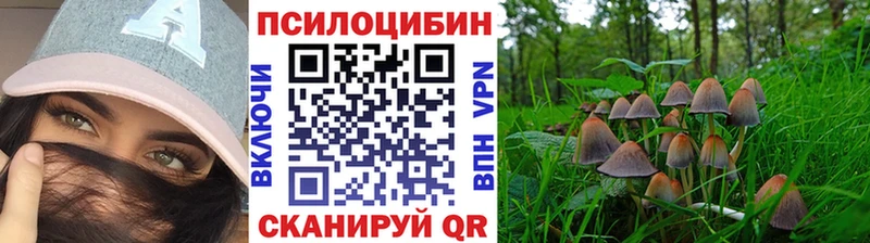 купить закладку Торжок Псилоцибиновые грибы Cubensis